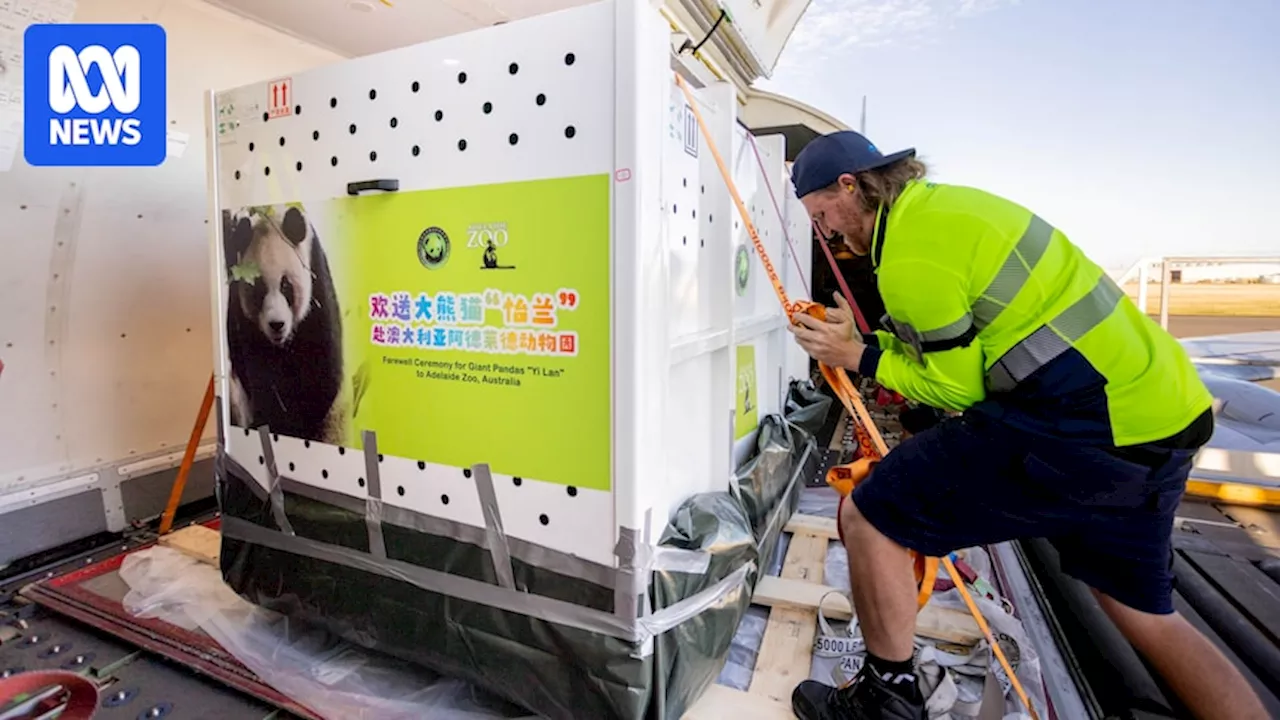 Giant pandas Xing Qiu and Yi Lan receive sweltering reception in Adelaide