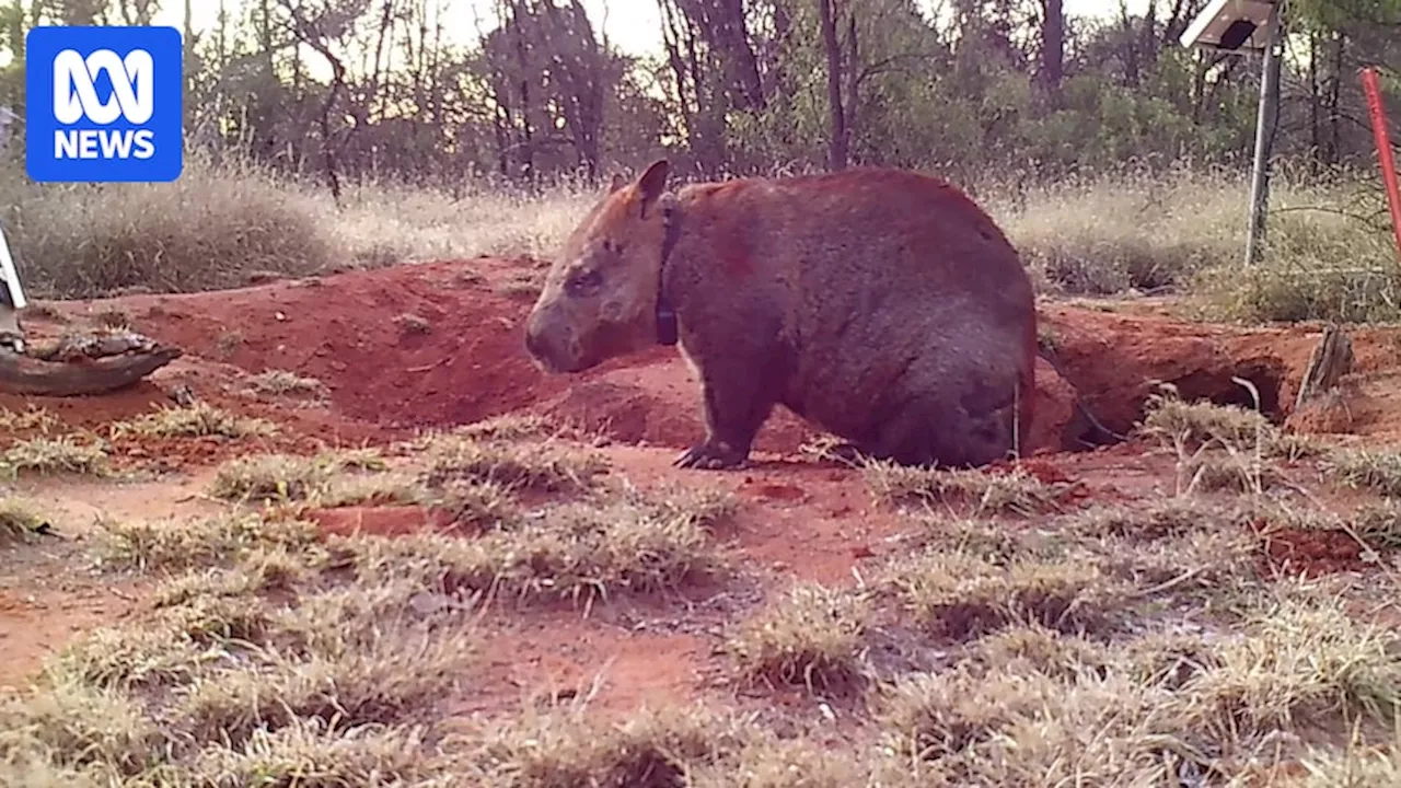 Tracking collars help uncover secrets of the critically endangered northern hairy-nosed wombats