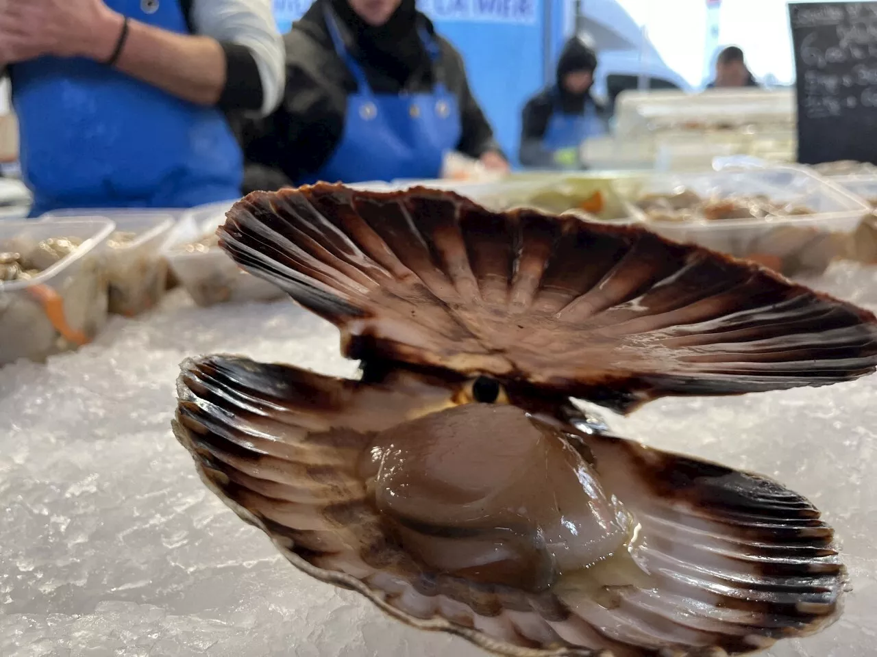 À Ouistreham, une énorme coquille de 500 grammes a été pêchée