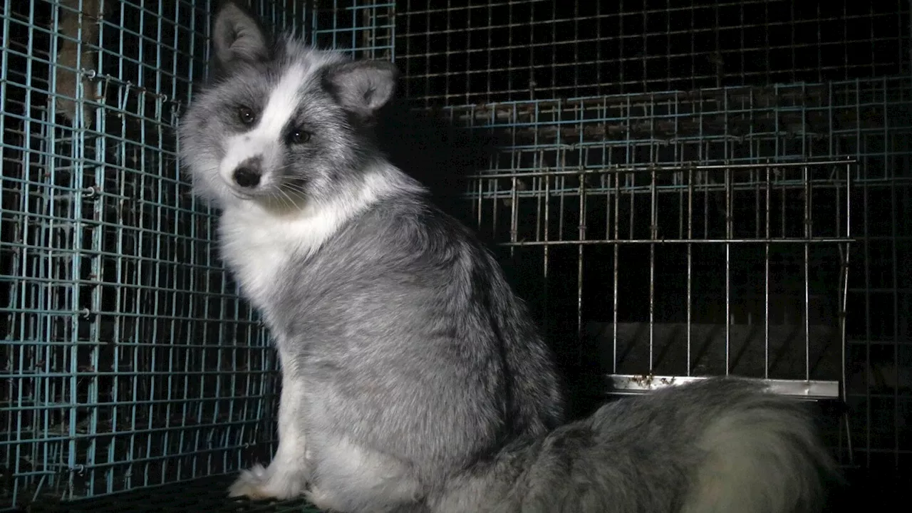 Activists release images of foxes at Finnish fur farms to push EU to ban the trade