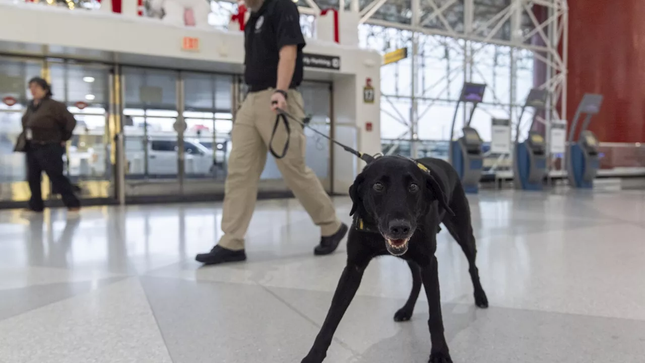 Meet Argo, a black Lab with a nose finely tuned nose protecting the airport this holiday season