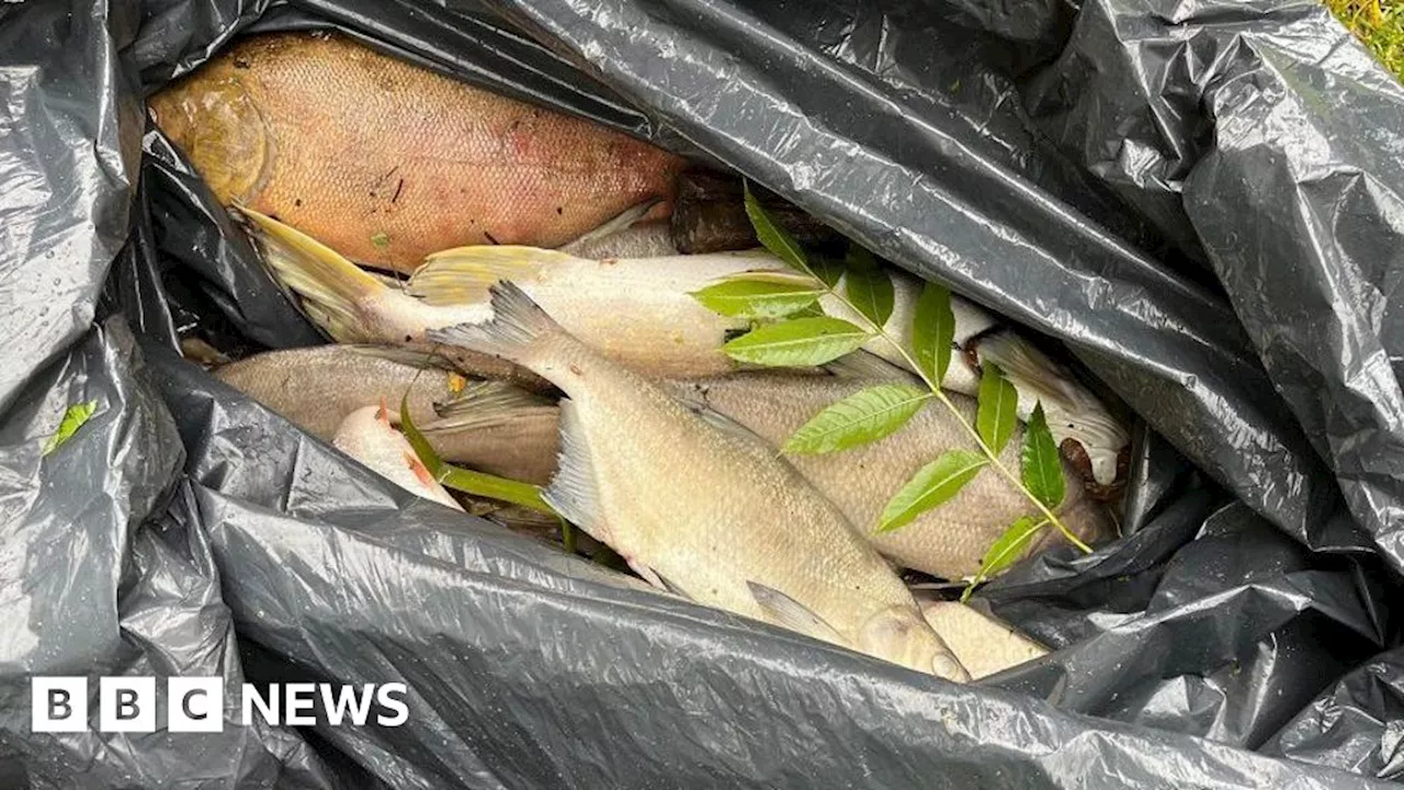 Mass fish deaths at Wiltshire nature reserve remain a mystery