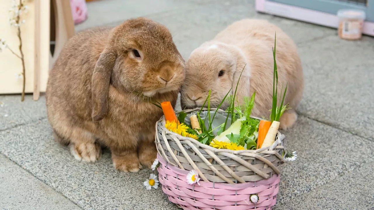 Kaninchen als Haustier: Alle Infos zu Haltung und Ernährung