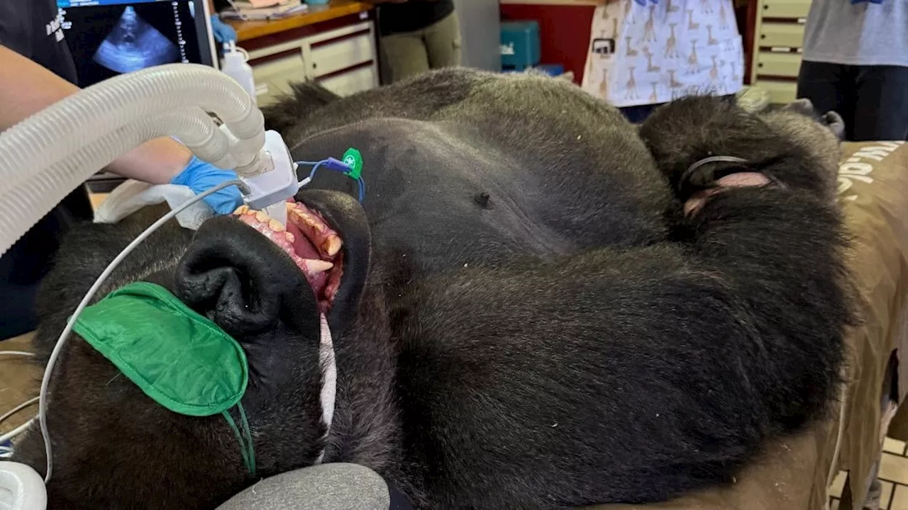 Südafrika: Gorilla Binga muss zum Zahnarzt