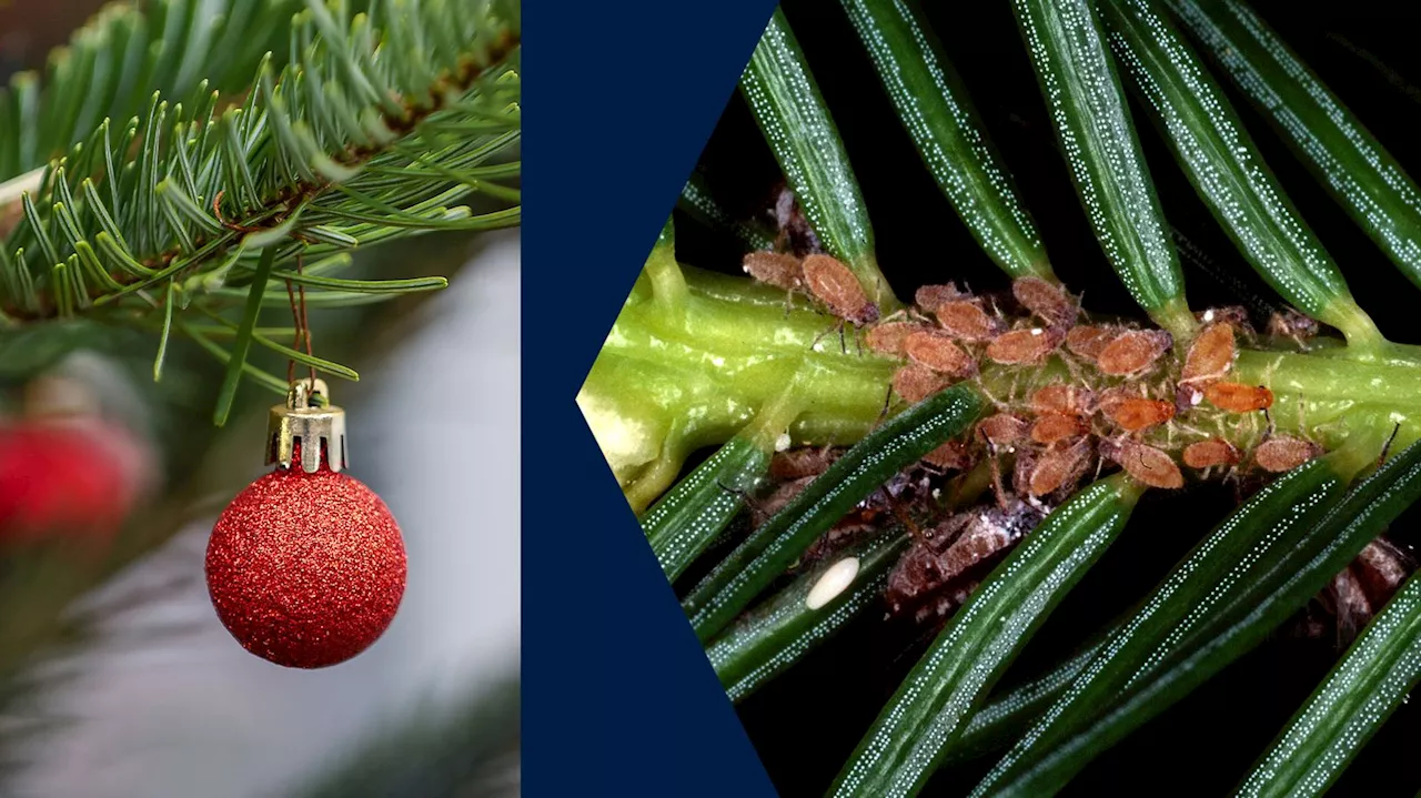 Der Weihnachtsbaum lebt: So viele Insekten sind in Christbäumen