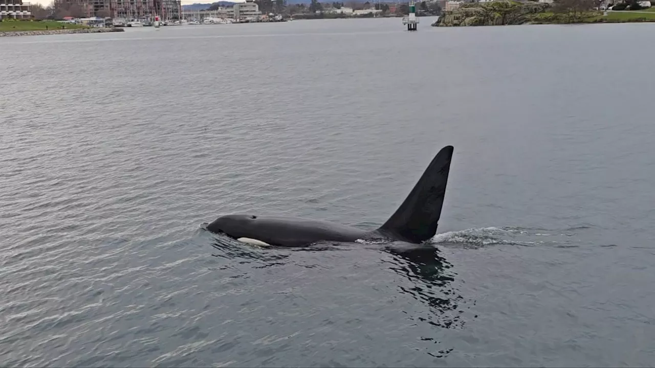 Watch: Male orca sighting in Victoria harbour Saturday