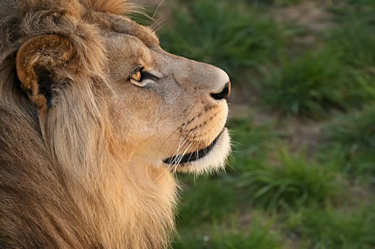 Astrologie : quelles sont les caractéristiques des Lion ascendant Lion ?