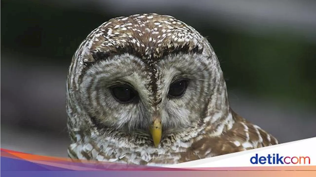 6 Burung Paling Berbahaya di Dunia, Salah Satunya Kasuari