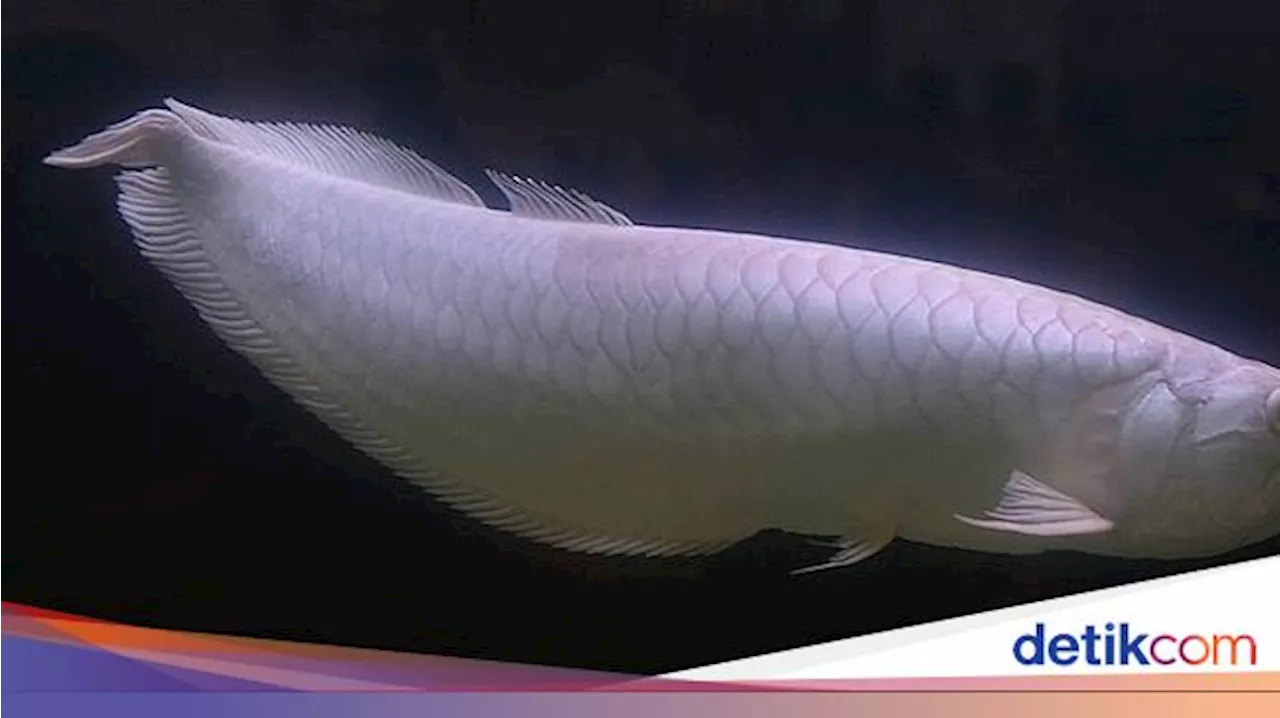 10 Ikan Hias Termahal di Dunia, Paling Mahal dari Asia Tenggara