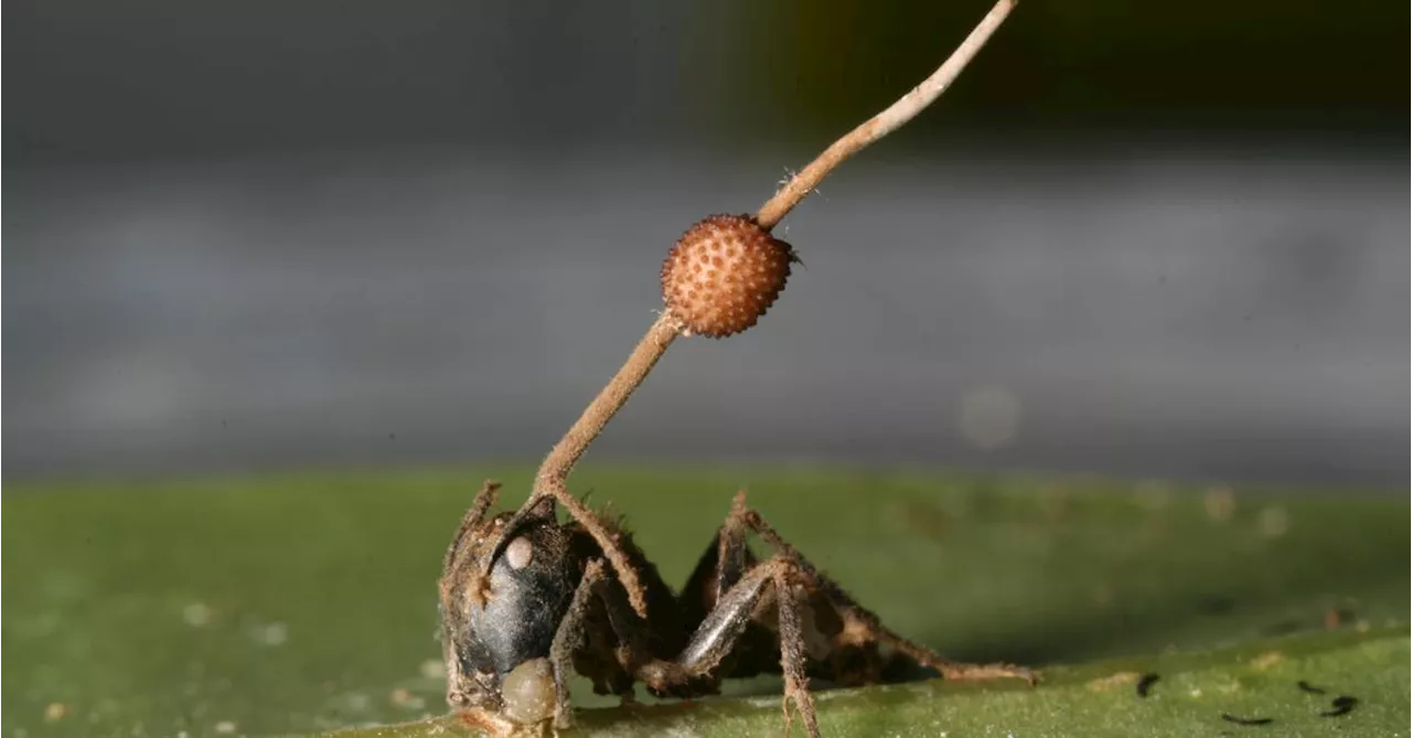 Parasiten: Fremde Herren im Hirn