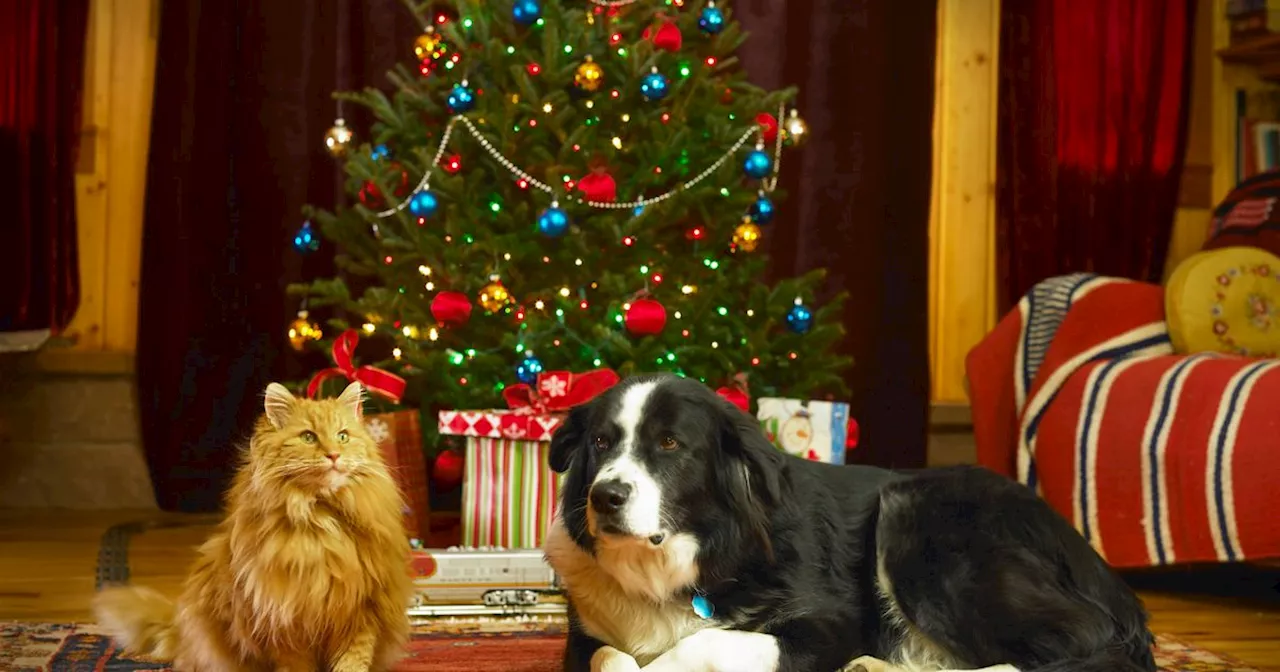 RSPCA issues 'avoid' warning to pet owners ahead of Christmas