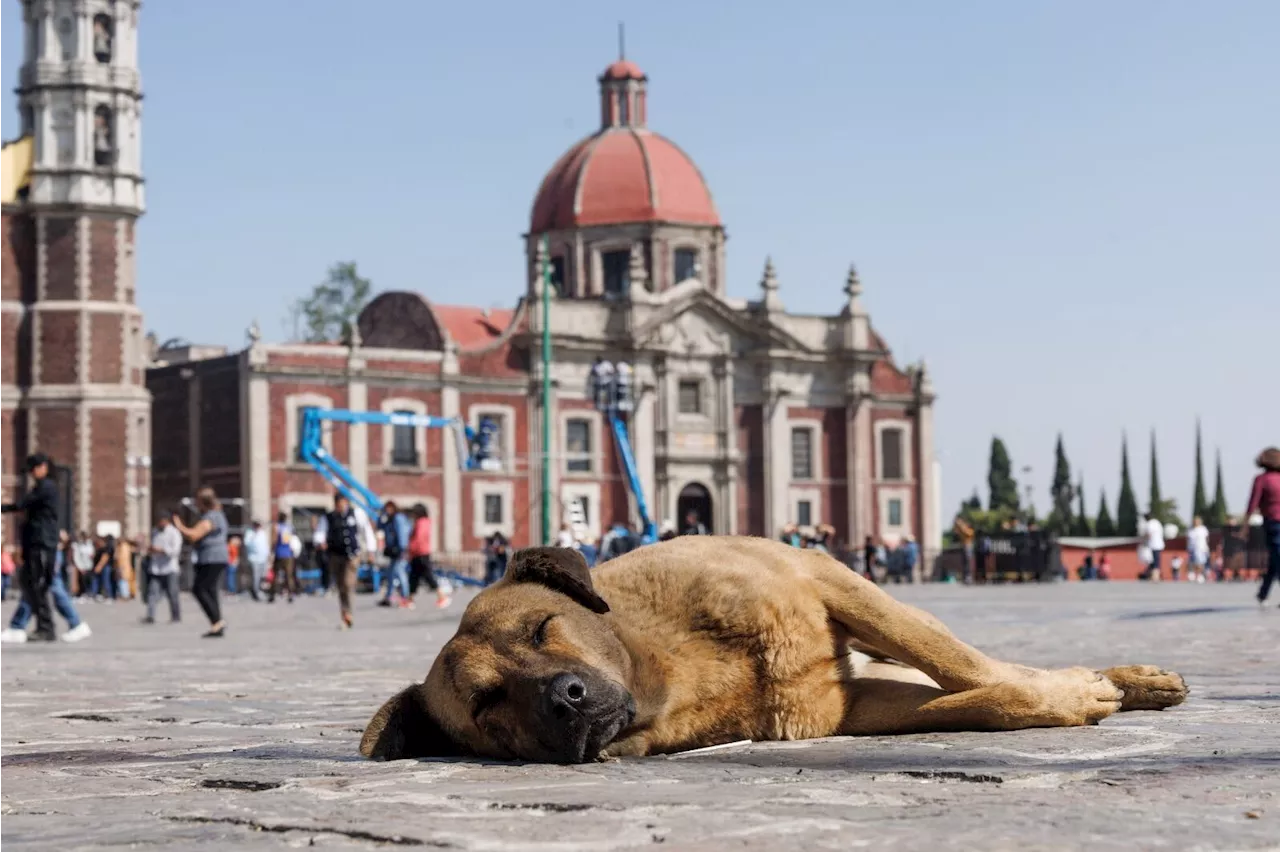 Como cada año, decenas de perritos peregrinos son abandonados en la Basílica de Guadalupe; autoridades les brindan atención