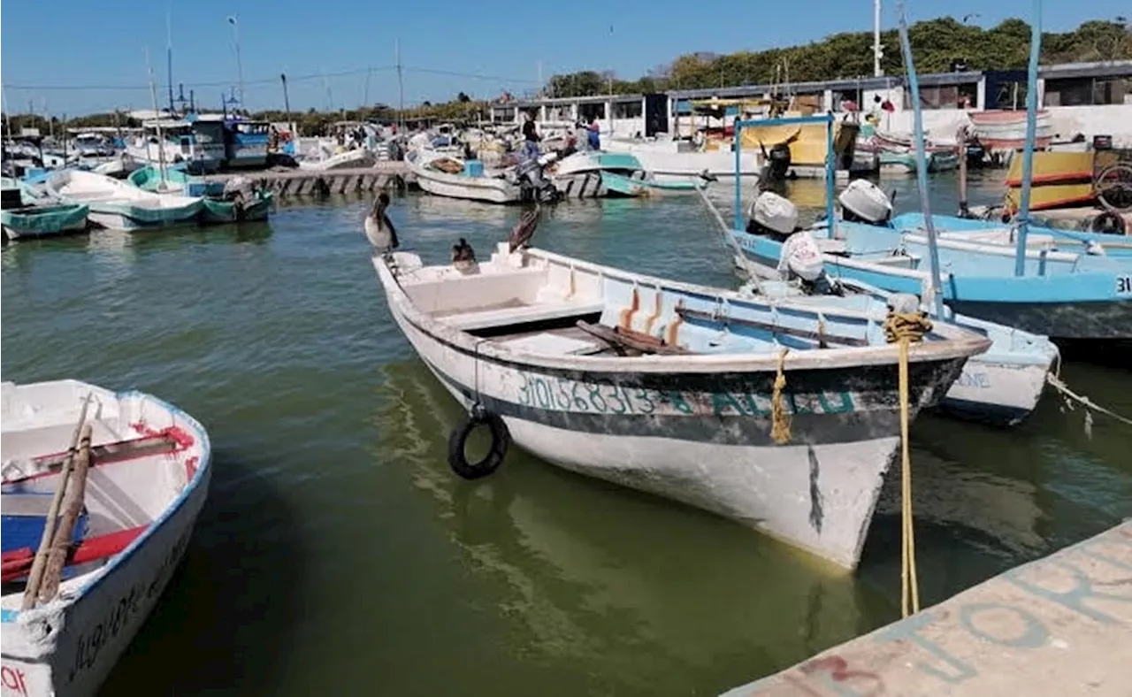 Sector pesquero en Yucatán enfrenta escasez de pulpo; frentes fríos causan descenso en temperatura del mar