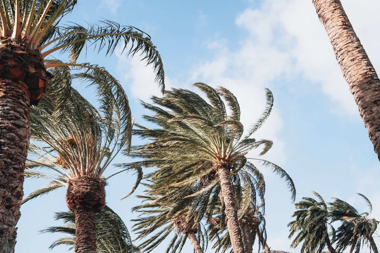 Canarias suspende las clases este lunes por el viento en La Gomera, El Hierro y parte de Tenerife