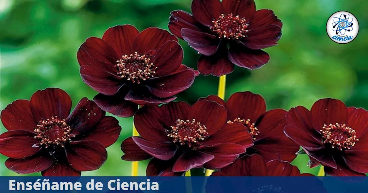 Rescatan la flor Cosmos chocolate, especie mexicana que se creía extinta