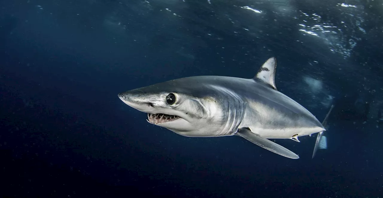 Young Mako Shark Travels 750 Miles, Offering Hope For Conservation Efforts