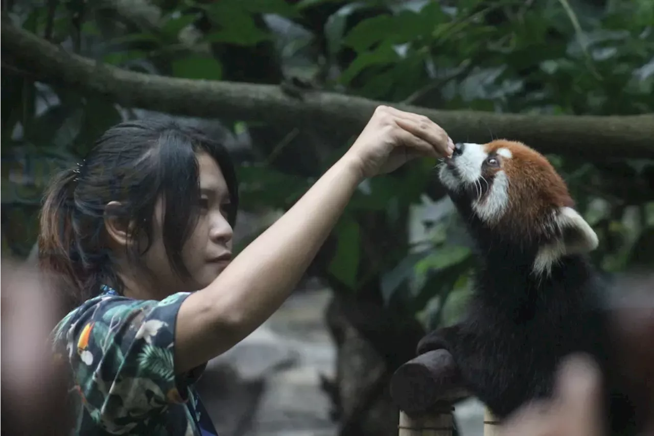 Panda Merah dan Jerapah Beri Edukasi Keragaman Fauna Dunia