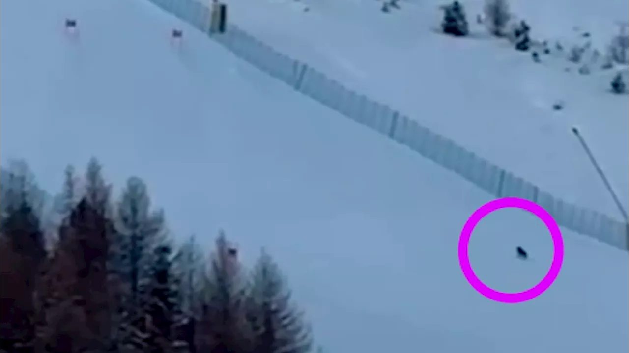 Video sorgt für Aufsehen - Wölfe jagen mitten auf frisch präparierter Skipiste