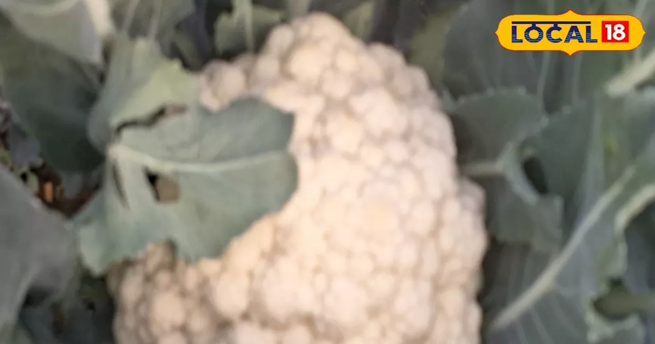 Cauliflower Cultivation: किसान इस विधि से करें फूलगोभी की खेती, एक एकड़ जमीन में होगा 2 लाख का मुनाफा