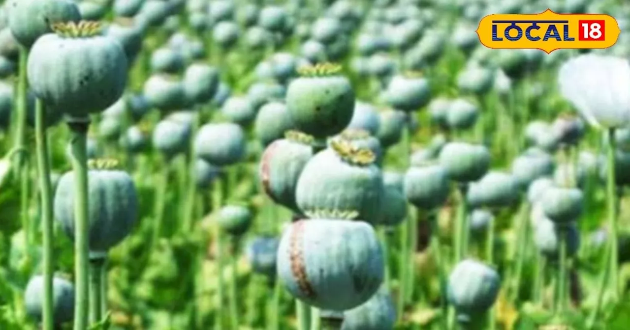 Opium Cultivation: काला सोना है अफीम की खेती, लाखों-करोड़ों में कीमत, उगाना बेहद कठिन