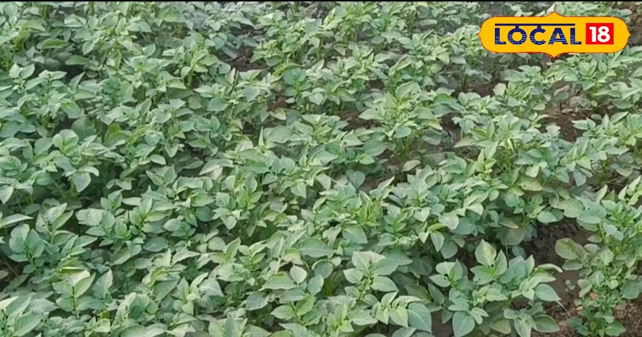 Potato Farming: आलू की बुवाई ऐसे करेंगे...तो खूब होगा मुनाफा, कभी खराब नहीं होगी फसल! जानें कैसे