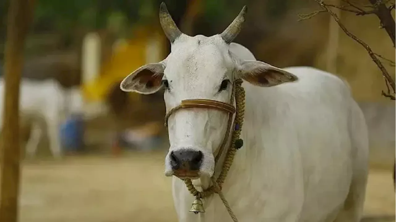 MP News: गो हत्या की अफवाह पर परिवार का गांववालों ने किया बहिष्कार, बाद में जिंदा निकली गाय;