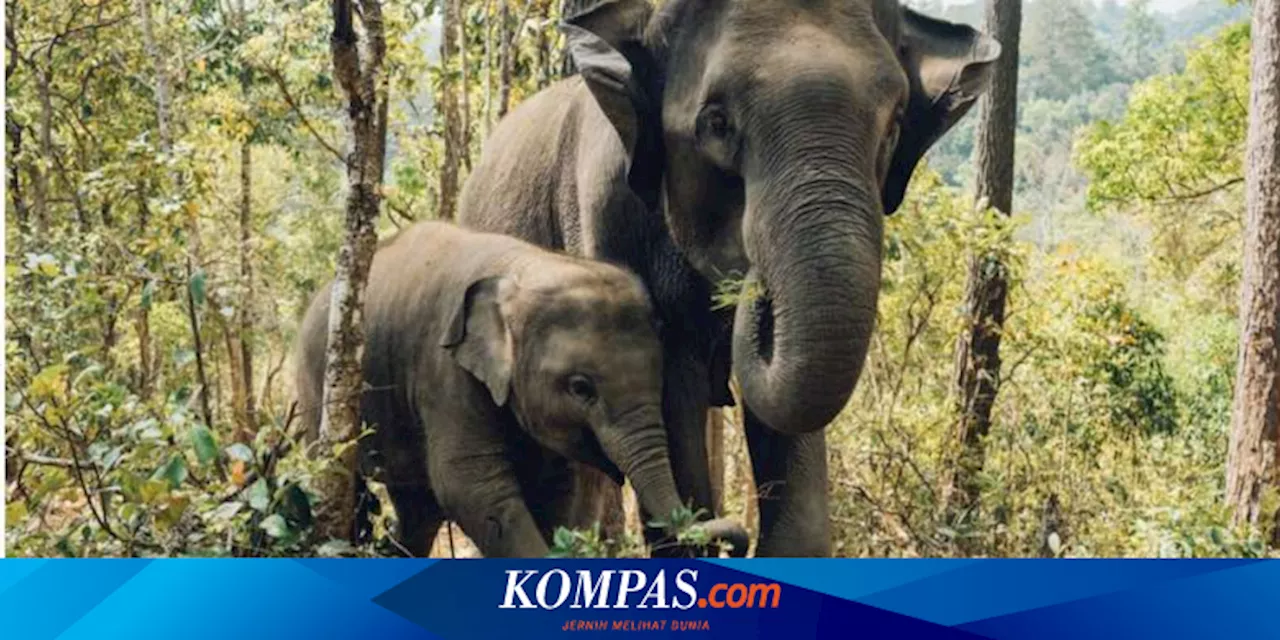 Gajah Liar di Taman Nasional Thailand Serang Turis hingga Tewas