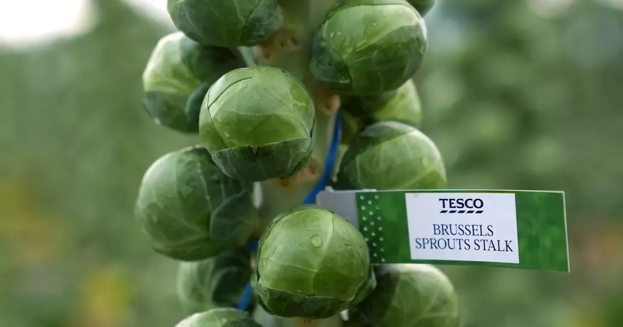 Supermarket giant says Brussell sprouts will be 25% bigger this year