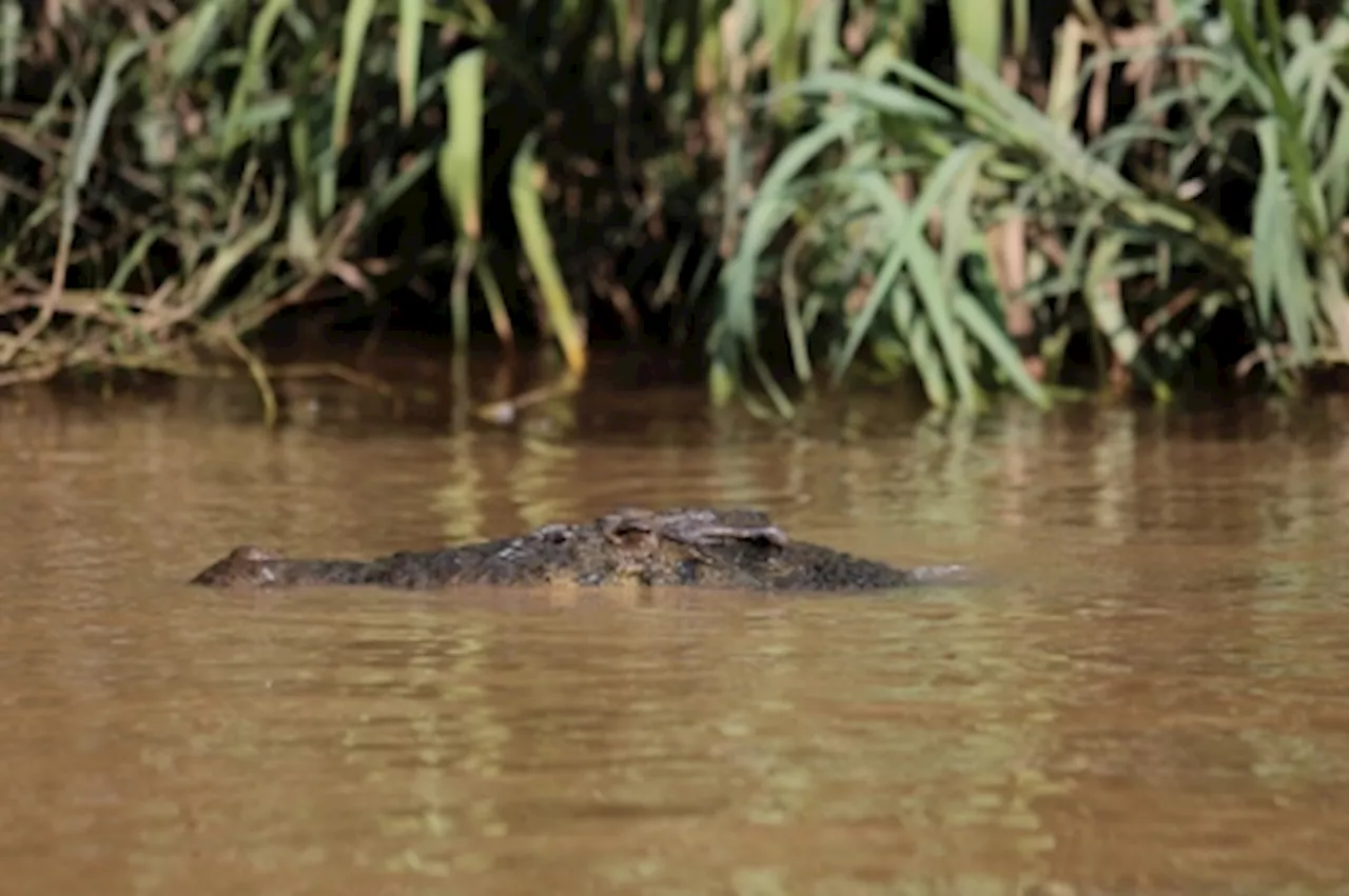 Crocodile attack in Sandakan: Man screams for help before being killed