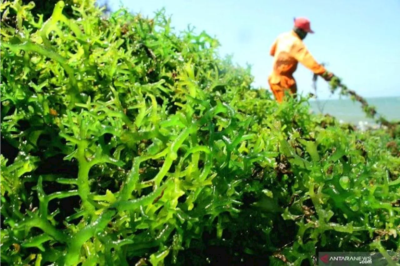 Rumput Laut Ikut Berkontribusi Kurangi Emisi Karbon Global