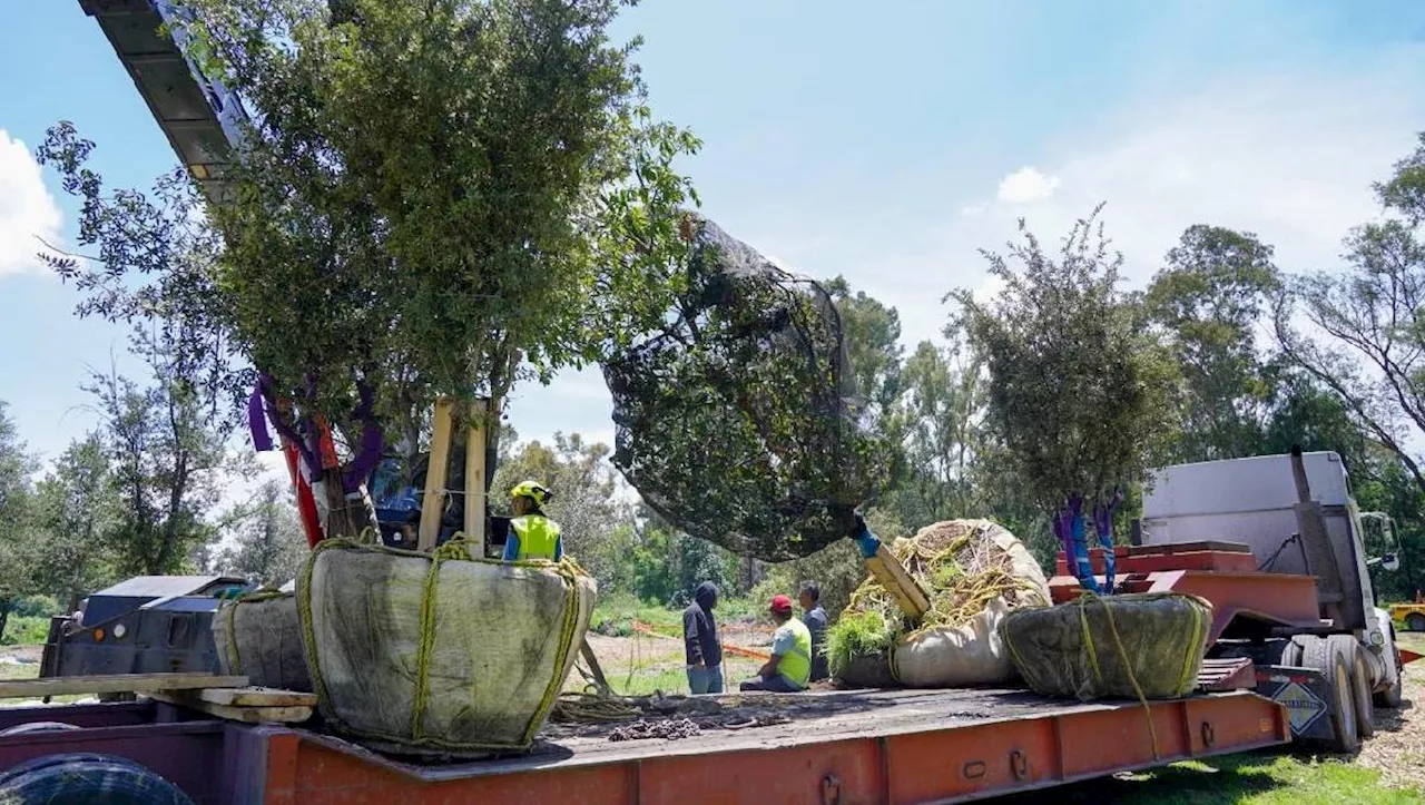 Reubican en Tlalnepantla 36 árboles; se replantarán en el Obelisco