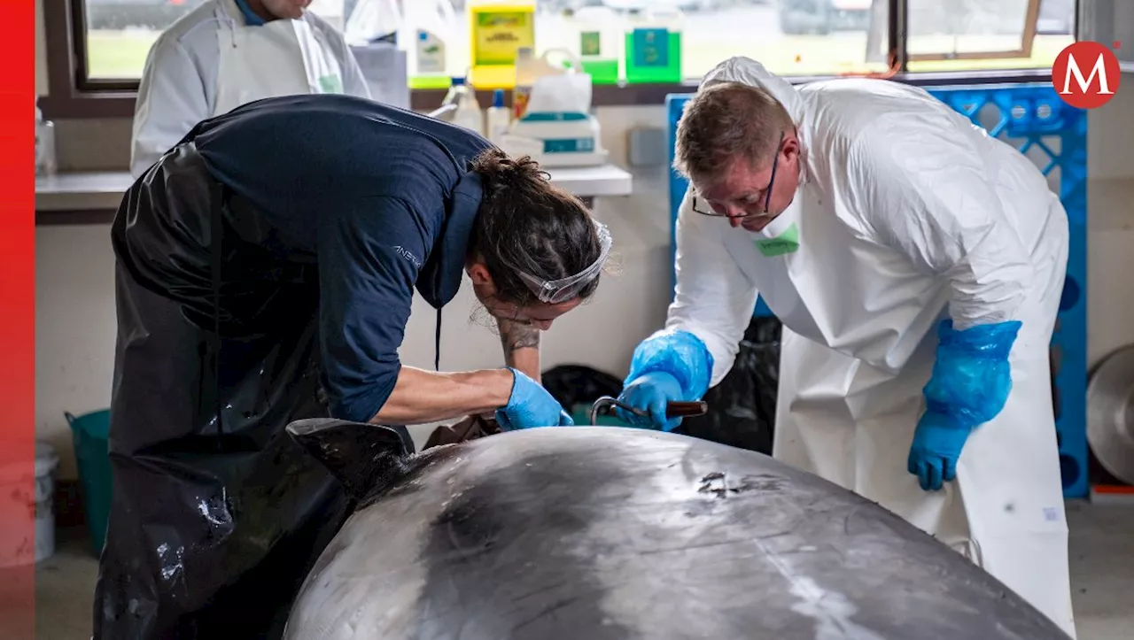 Revelan posible causa de muerte de 'la ballena más rara del mundo' hallada en Nueva Zelanda