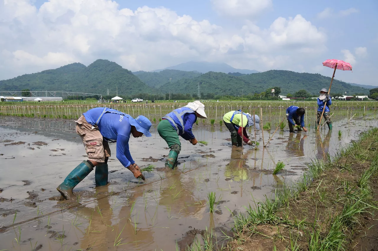 PH agriculture faces tight recovery as 2024 concludes