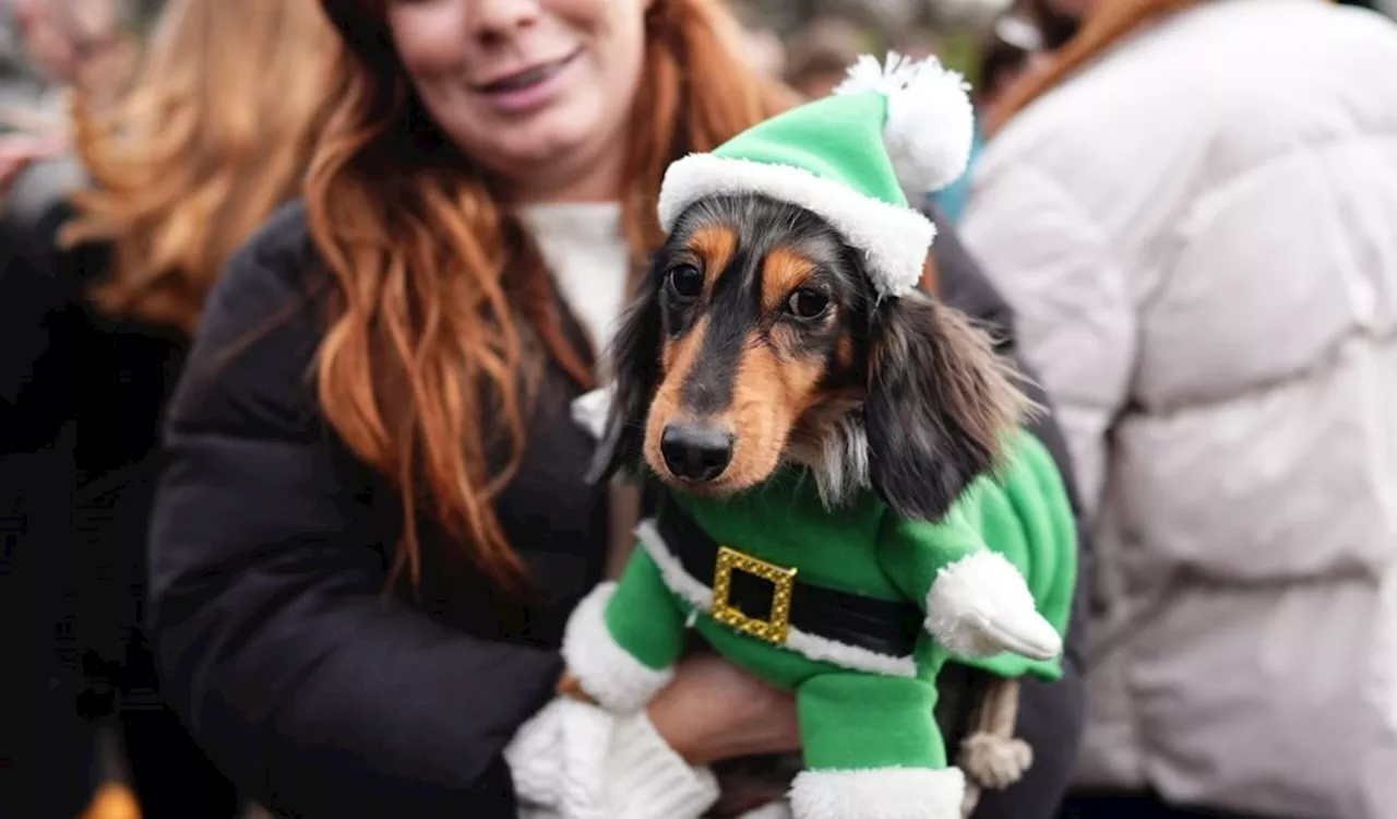 Pullover, Mützen und ein Elfenkostüm: Die weihnachtliche Dackel-Parade in London