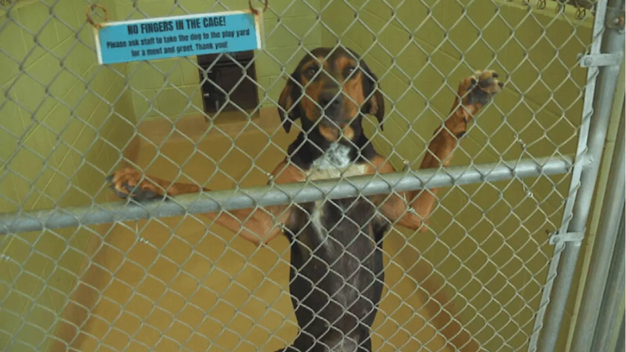 Baldwin County to open temporary pet shelter during severe weather with $25k grant