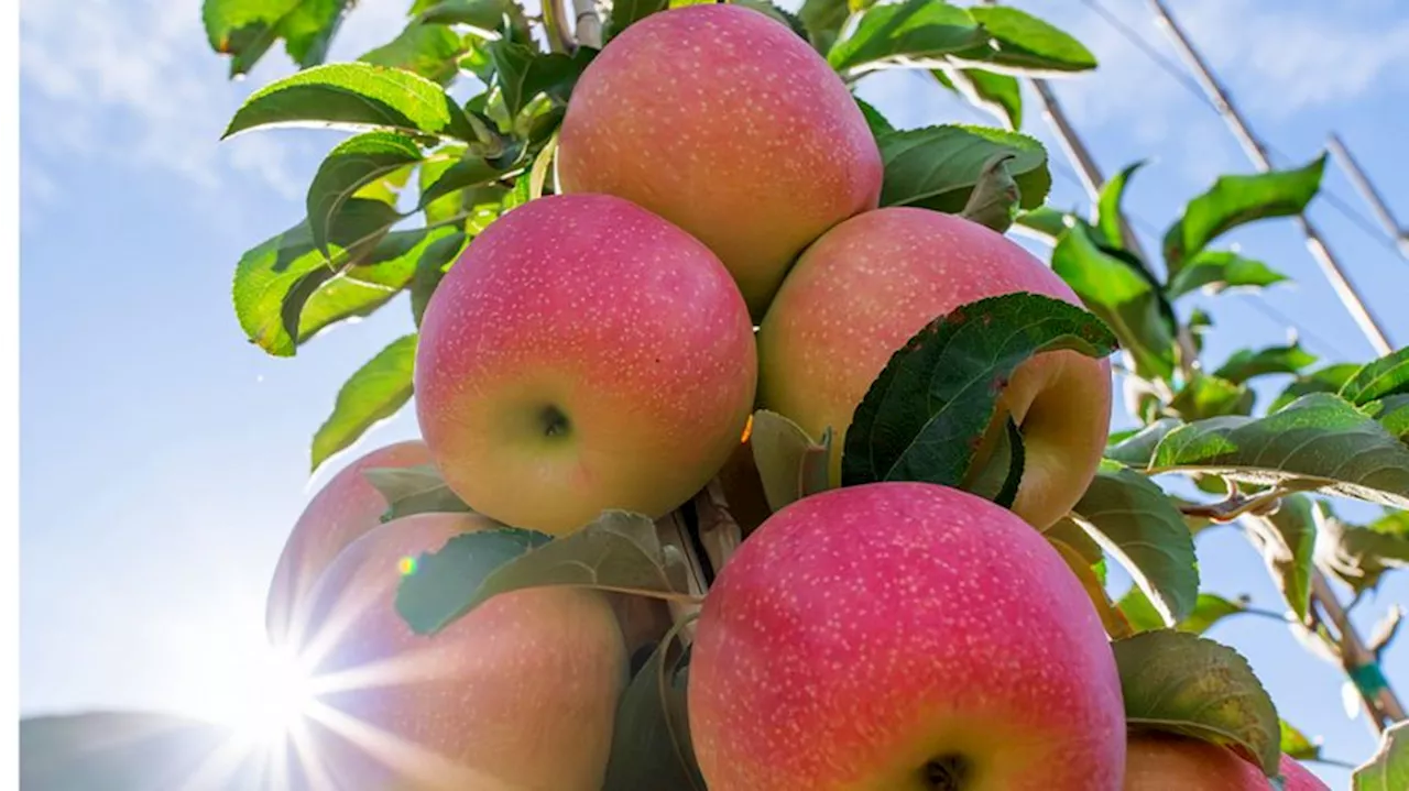 Washington state’s newest apple hybrid to be named “Sunflare”