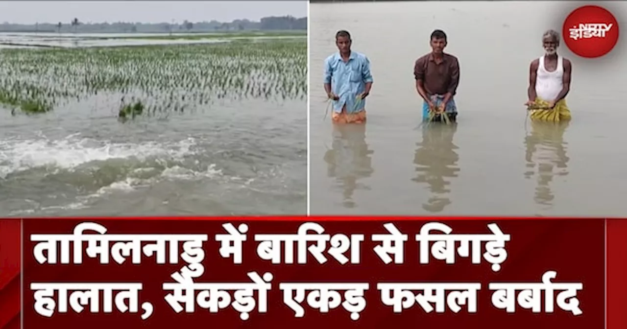 Tamil Nadu Flood: तामिलनाडु में बारिश से बिगड़े हालात, सैकड़ों एकड़ फसल बर्बाद