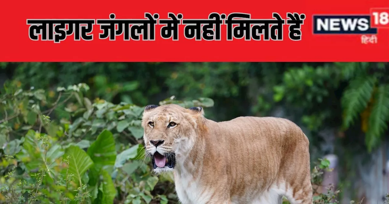 Jungle news: जंगल में देखने को नहीं मिलेंगे लाइगर, क्या आप जानते हैं इंडिया से इनका कनेक्शन?