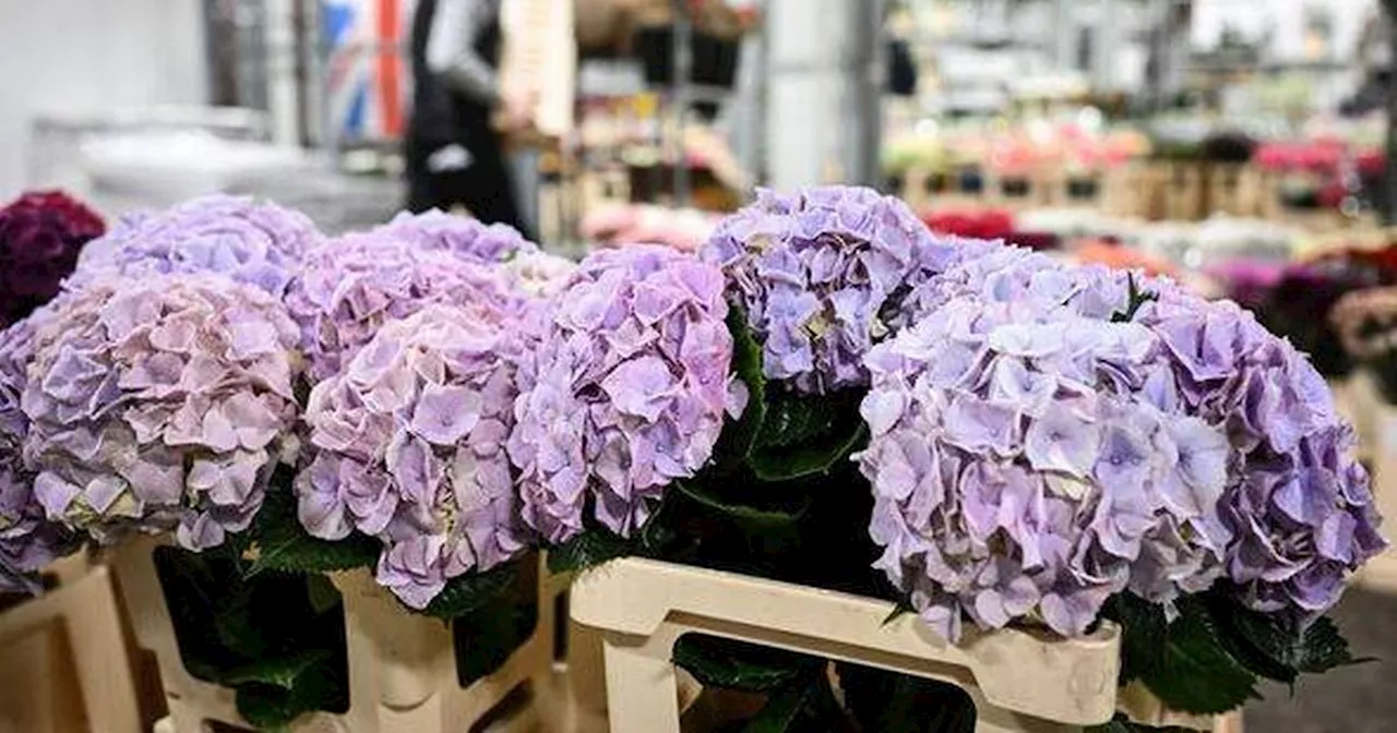 Gardeners issue warning to anyone with hydrangeas as winter approaches