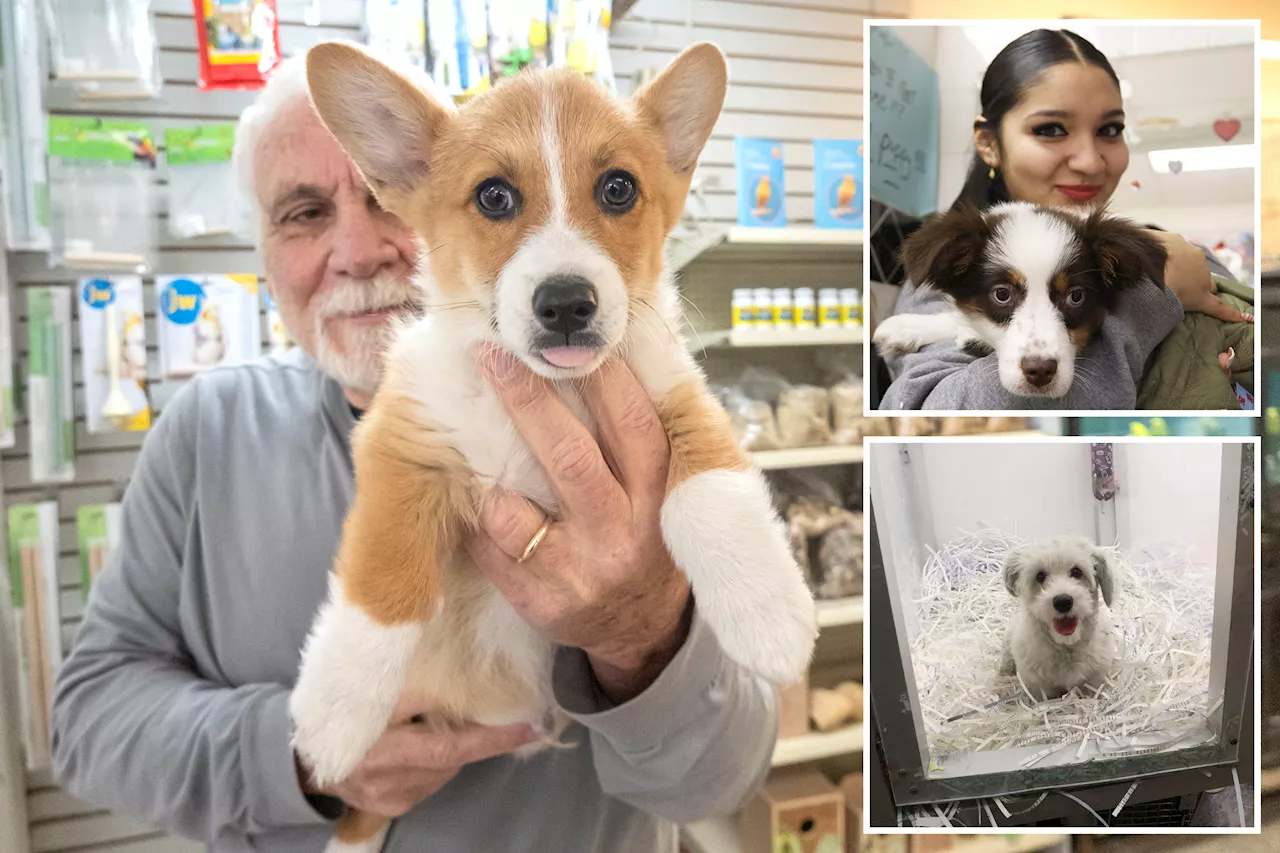 NY pet shops banned from selling dogs, cats, rabbits starting Sunday -- prompting major price cuts to clear furry inventory