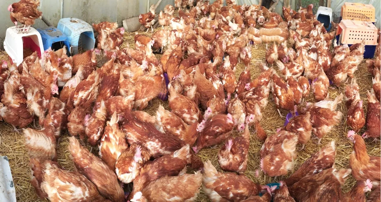 Appeal to find homes for hens who were rescued from poor indoor environment