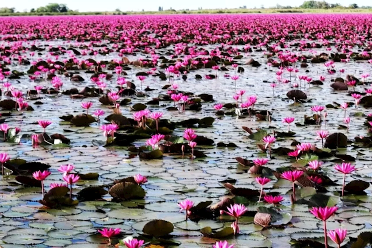 บานสะพรั่ง! 'ทะเลบัวแดง' อ.กุมภวาปี พร้อมเปิดรับนักท่องเที่ยวแล้ว