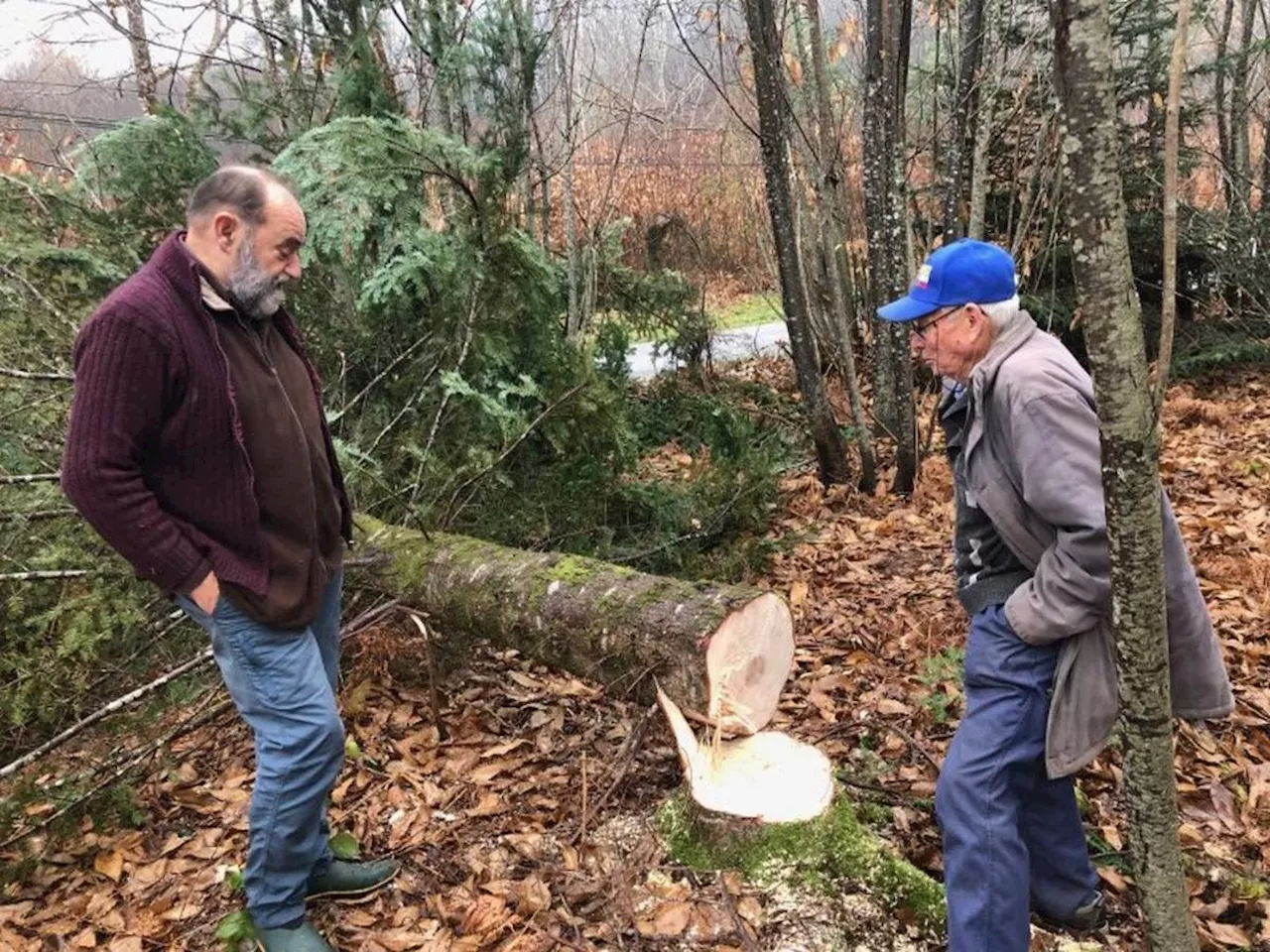 Sauvagement coupé, un magnifique arbre de Noël finit sur une route de Dordogne