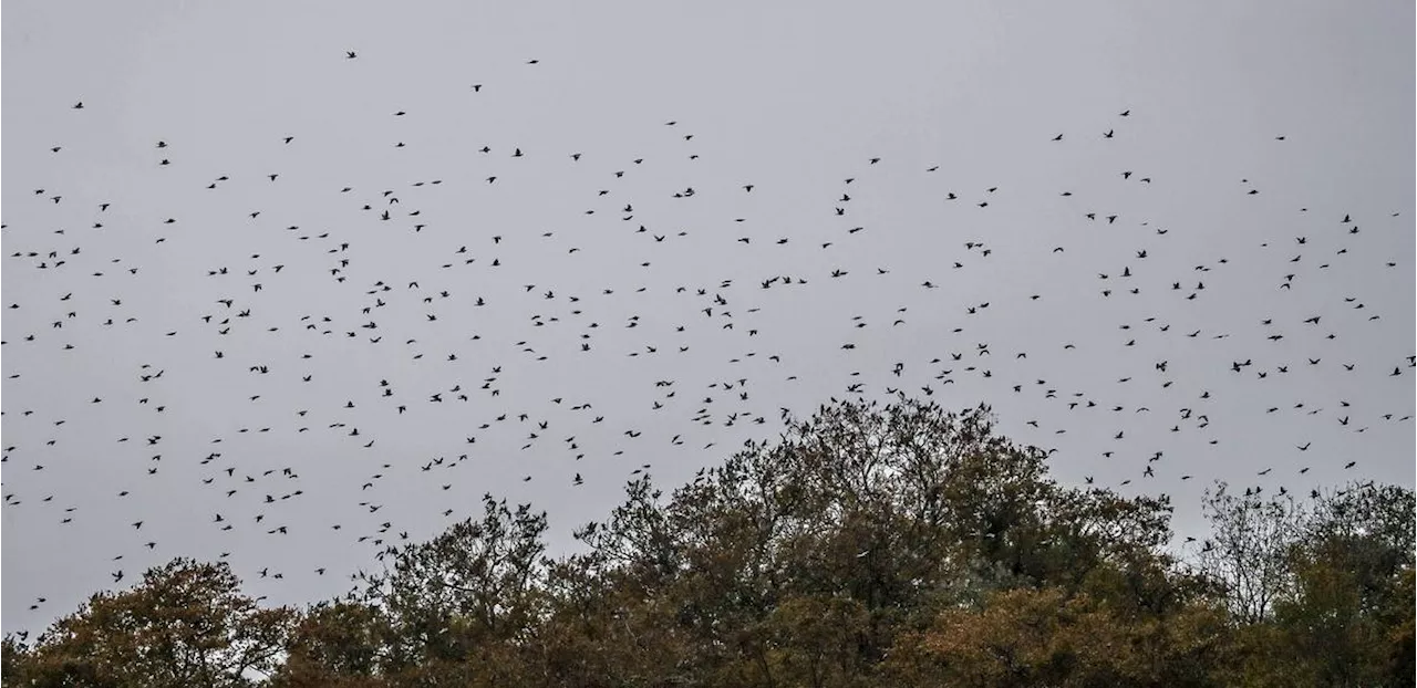 Vidéo. « Je chasse depuis plus de 50 ans, je n’en ai jamais vu autant » : en Nord-Béarn, un impressionnant hivernage de palombes