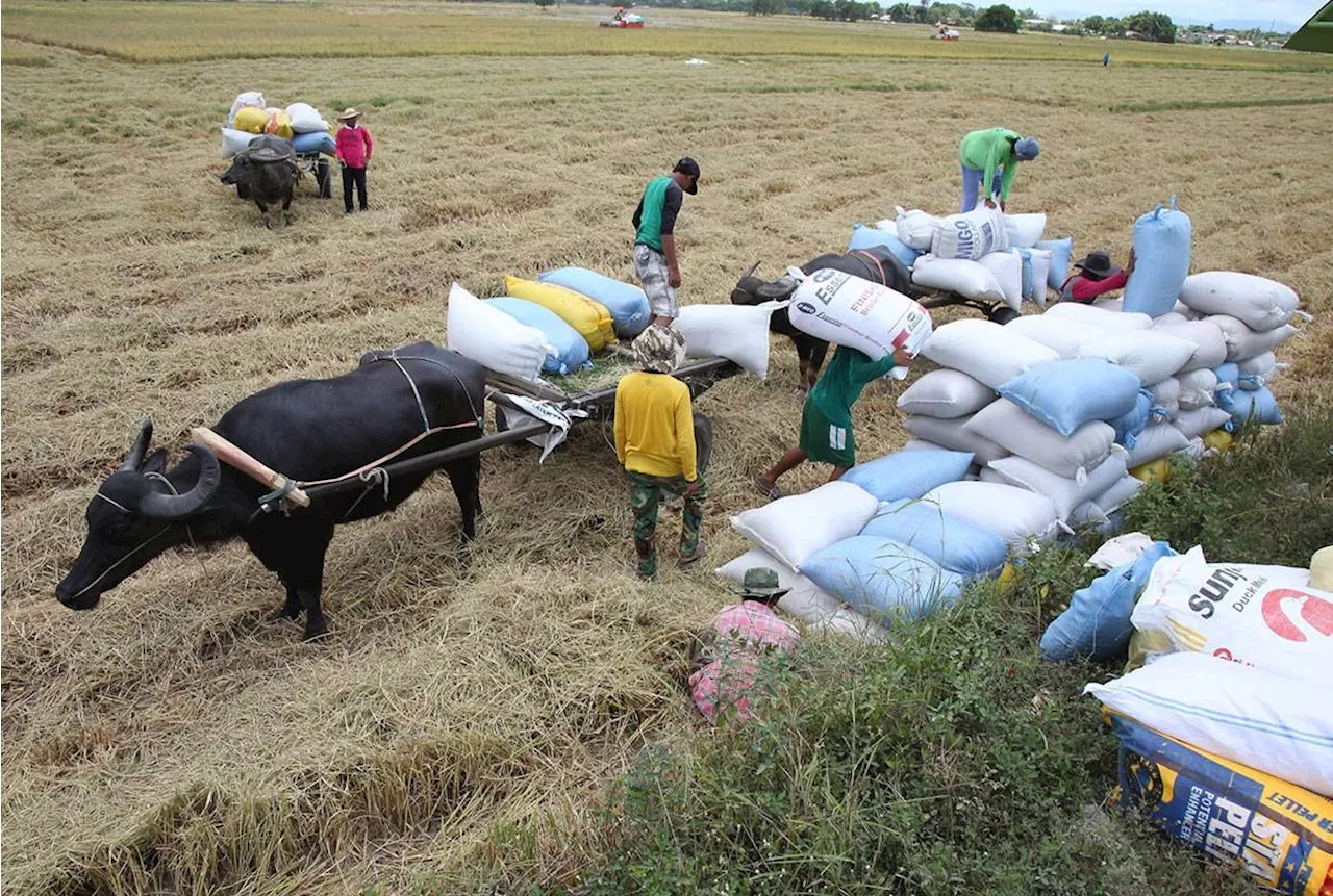 Palay farmgate price falls to P20/kilo in November