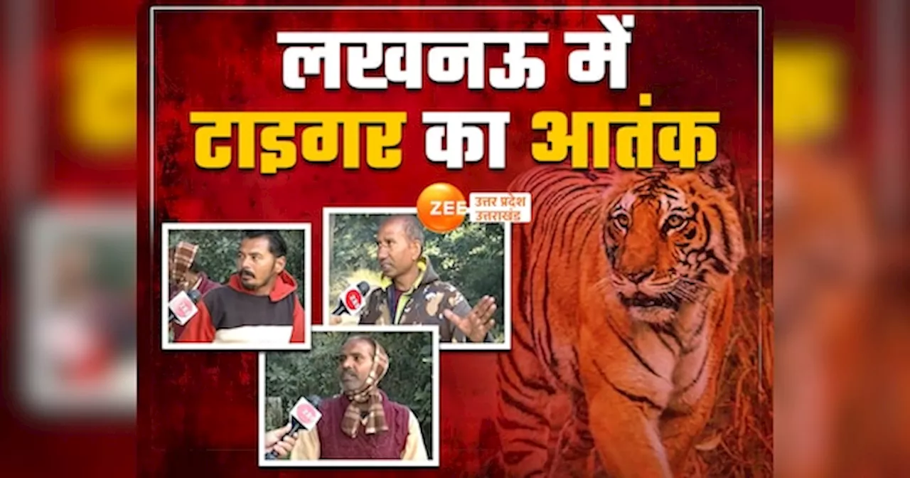 Tiger in Lucknow: लखनऊ में घुसा टाइगर, दहाड़ से दहशत में लोग, वन विभाग की फौज को चकमा दे रहा बाघ