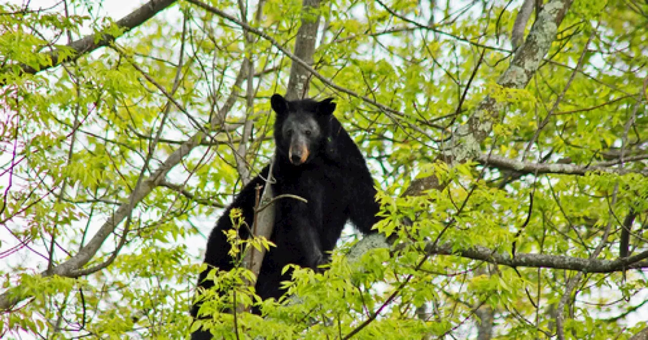 Virginia father of 5 killed by bear falling from tree during hunting accident