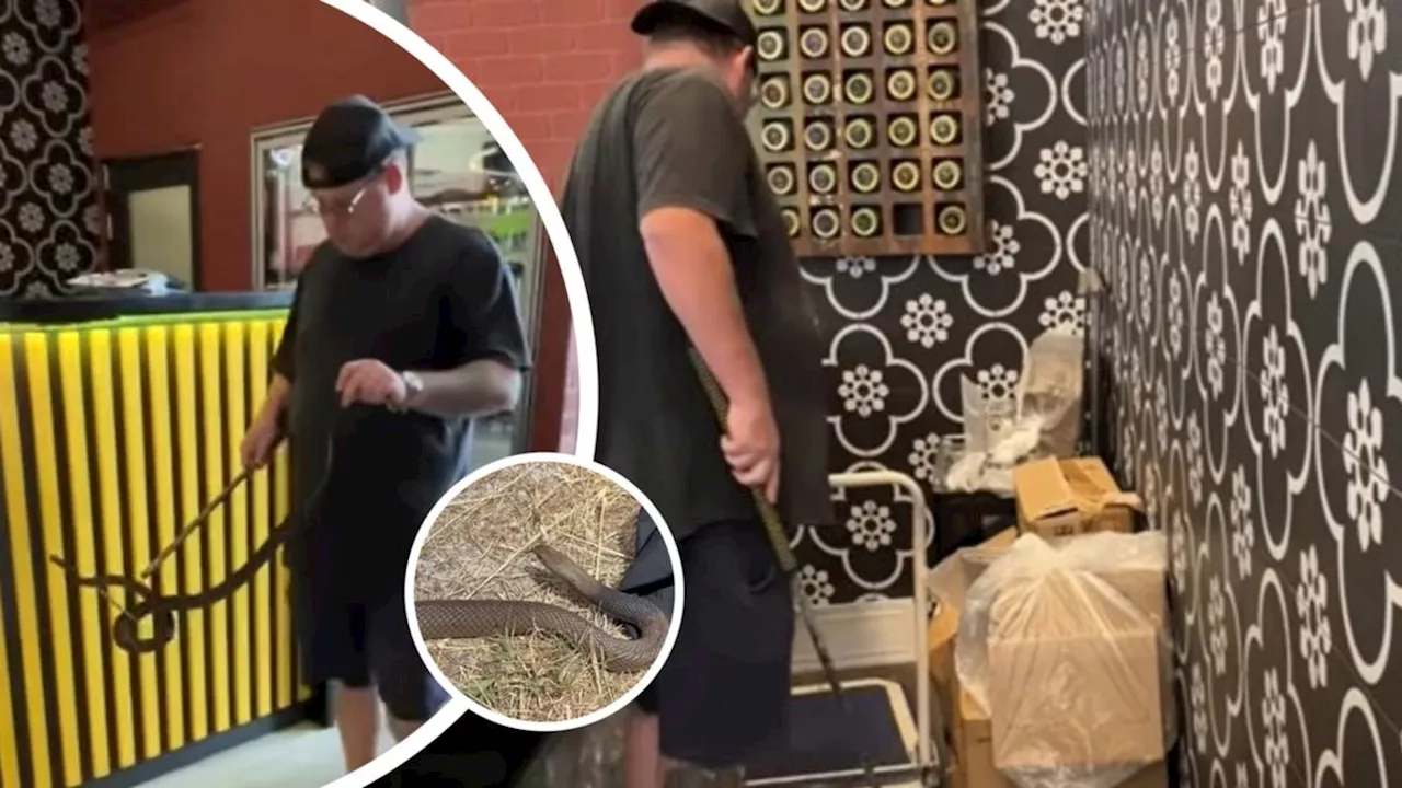 Snake wrangler Adam Furstenberg retrieves 1m dugite from Perth’s DFO food court