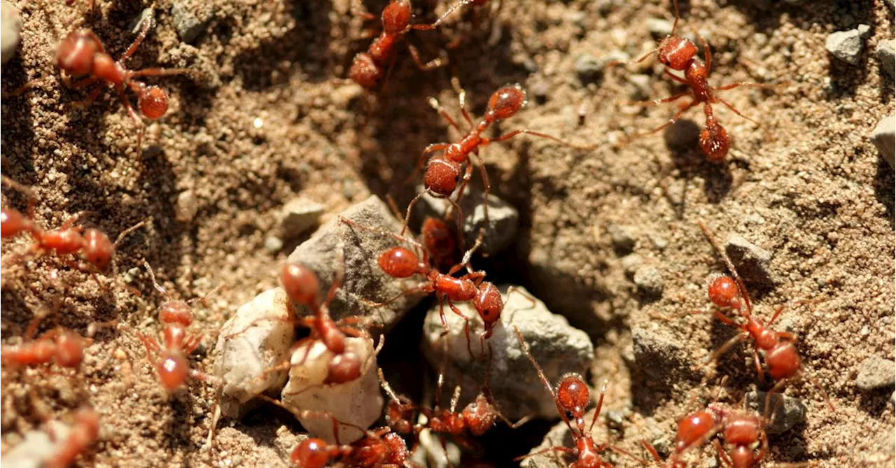 Farmers 'pulling their hair out' over $60 billion fire ant fears