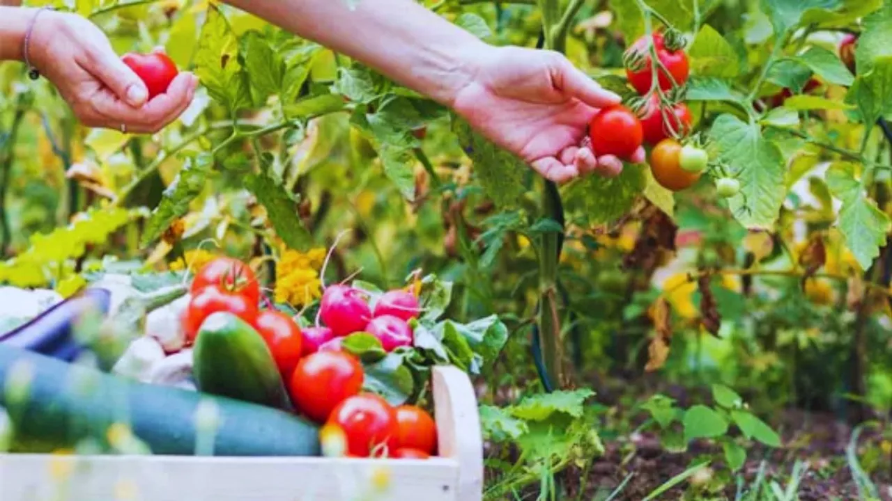 Gardening के लिए फॉलो करें ये छोटे-छोटे टिप्स, फूल-फल-सब्जियों से लद जाएंगे पेड़-पौधे